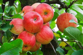 red-apples-on-tree-11294511627z6e